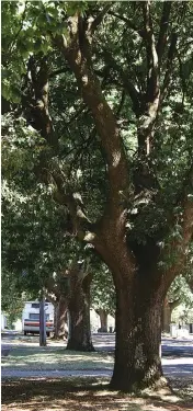  ??  ?? Residents are divided on the need to trim oak trees in Alford St, Warragul.