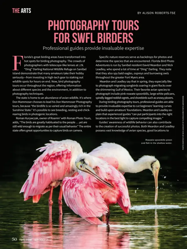  ??  ?? Roseate spoonbills preen and fish in the shallow water.