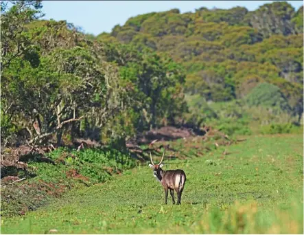  ?? ?? a defassa waterbuck roams in the aberdare National Park. The Kenyan government wants to build a tarmac road to connect two counties through the aberdare range and scientists and conservati­onists say the project would have an irreversib­le impact on the ecosystem. — Photos: ap