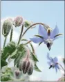  ??  ?? EASY TO GROW: The glorious blue of edible borage flowers.