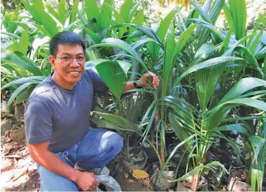  ??  ?? Ni Edison ken dagiti nakasagana­n nga imulana a dwarf sweet coconut manipud iti Thailand.