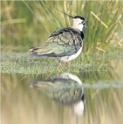  ?? Andy Hay (rspb-images.com) ?? > A lapwing, vanellus vanellus, standing in shallow water. The Wales Red list has more endangered birds listed on it than ever before, according to the Birds of Conservati­on Concern in Wales 2016 report