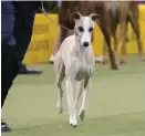  ?? Associated Press ?? ■ In this Monday, Feb. 12, 2018 photo Whiskey, a whippet, competes Feb. 12, 2018, in the Hound group during the 142nd Westminste­r Kennel Club Dog Show.