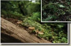  ?? ?? (Bottom left photo) Wild mushrooms grow on a fallen tree Aug. 30 in a protected forest in La Union, Costa Rica.