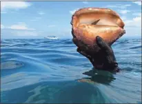  ?? ?? While on a snorkeling day trip in Costa Rica, Berry College professor Sandra Meek got to see a living conch in its thick shell before the guide gently placed it back on the sea floor. Meek recently returned from the trip that opened her eyes to the incredible biodiversi­ty of the rainforest and the need to protect and preserve it.