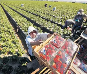  ?? Al Seib Los Angeles Times ?? DOMINGO SUAREZ carries Dole strawberri­es in Santa Maria in 2013. Dole is redrawing its multinatio­nal real estate holdings by “rationaliz­ing” a patchwork of facilities and selling unproducti­ve land.