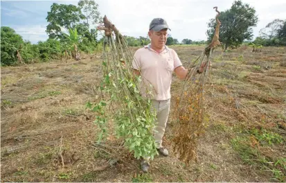  ?? FOTO ?? La sustitució­n de cultivos de uso ilícito avanza poco a poco en Colombia.