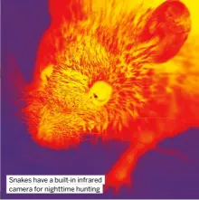  ?? ?? Snakes have a built-in infrared camera for nighttime hunting
