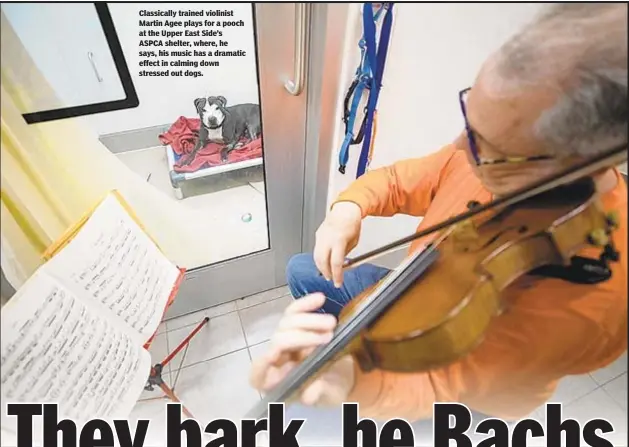  ??  ?? Classicall­y trained violinist Martin Agee plays for a pooch at the Upper East Side’s ASPCA shelter, where, he says, his music has a dramatic effect in calming down stressed out dogs.