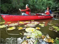  ??  ?? Local tourism oufit Kangaroo Valley Safaris rents out double Canadian-style canoes and individual kayaks for self-guided paddling adventures on the Shoalhaven’s picturesqu­e inland waterways.