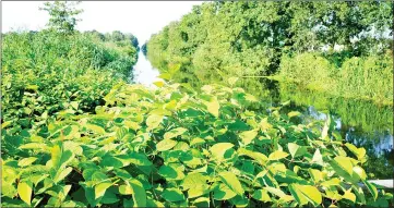  ??  ?? Japanese knotweed is the scourge of the British countrysid­e.