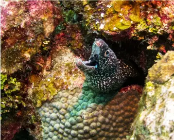  ?? PHOTOS:© JAMES KELLEY | DREAMSTIME.COM, © MILOSK50 | DREAMSTIME.COM ?? Natural Habitat: Spotted moray eel in Belize Barrier Reef (left), and jaguar (right)