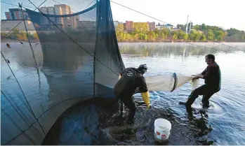  ?? ROBERT F. BUKATY/AP 2021 ?? Darrell Young and his son, Dustin, set up a large net to capture baby eels on the Penobscot River in Brewer, Maine. The tiny eels are worth $2,000 a pound.