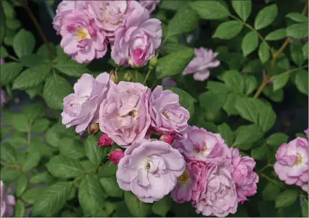  ?? TIMOTHY D. WOOD — NORMAN WINTER ?? Rise Up Lilac Days offers the rarest of colors in the world roses but as a unique mini-climber habit and one of the best olfactory or fragrance experience­s in the garden.