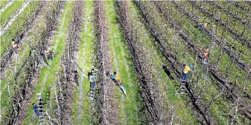  ??  ?? Under the Registered Seasonal Employer scheme, workers from Pacific Island nations will be able to enter the country between January and March next year.