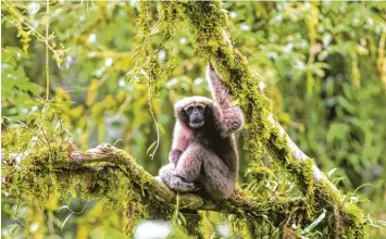  ?? Foto: Fan Pengfei, dpa ?? Die Menschenaf­fen Gibbons können bis zu zehn Meter weit spirngen.