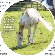  ??  ?? Turnout is a good form of gentle exercise for your horse’s joints