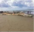  ?? FOTO: DPA ?? Der Walkadaver lag einige Tage lang am Strand von Texel.