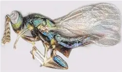  ?? University of Central Florida ?? A new study indicates the crypt-keeper wasp, above, uses many different gall-making species of hosts for laying its parasitic eggs.