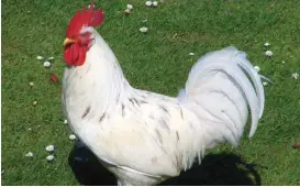  ?? ?? MORNING ALARM: Mrs J threatened to call the Toowoomba Regional Council about Rocky the rooster.