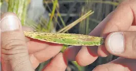  ??  ?? Ramularia. Una enfermedad que provoca manchas necróticas en hoja y tallos.