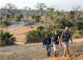  ??  ?? A l’approche de la nuit, safari à pied à la rencontre des éléphants venant se nourrir dans la palmeraie et des hippopotam­es de la rivière voisine.