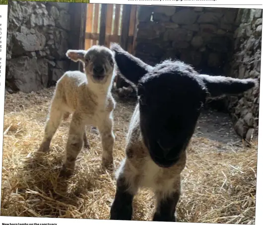  ??  ?? New born lambs on the sanctuary.