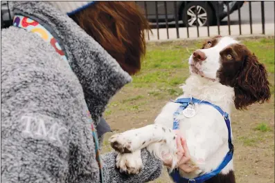  ?? (AP/Emma H. Tobin) ?? Elizabeth Kelly plays Tuesday with her English springer spaniel, Louise, at McCarren Park in the Brooklyn borough of New York. Kelly says Louise is “friendly, but she’s also kind of the queen bee.”