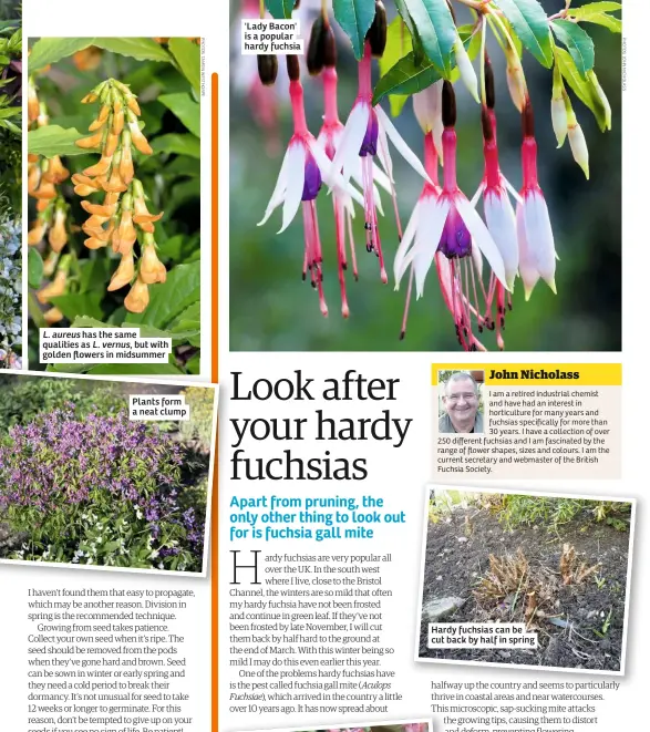  ??  ?? Plants form a neat clump 'Lady Bacon' is a popular hardy fuchsia
Hardy fuchsias can be cut back by half in spring