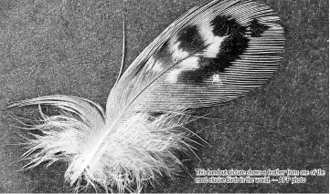  ??  ?? This handout picture shows a feather from one of the most elusive birds in the world. — AFP photo