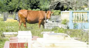  ?? ?? A cow grazes comfortabl­y within the local community cemetery in Clark’s Town, Trelawny, on Tuesday.