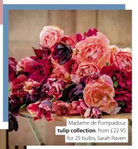  ?? ?? Madame de Pompadour tulip collection, from £22.95 for 25 bulbs, Sarah Raven