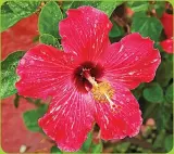  ??  ?? Vibrantly beautiful hibiscus flowers are on display at Chankanaab National Park