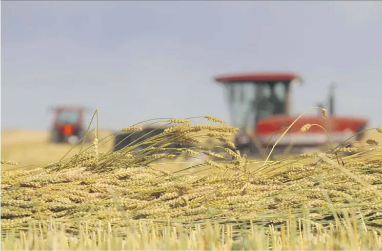  ?? MIKE DREW ?? The Canadian Wheat Board was set up in 1935 and eliminated in 2012. The future of Canada’s $5.6-billion annual wheat trade is an emotional topic within the industry.