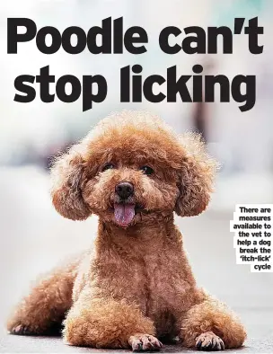  ?? Cycle ?? There are measures available to the vet to help a dog break the ‘itch-lick’