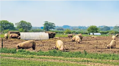  ??  ?? The penalty for allowing ASF into the UK is almost too much for the nation’s pig farmers to contemplat­e.