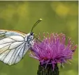  ??  ?? Ein Baumweißli­ng sitzt auf einer Kratz distel.