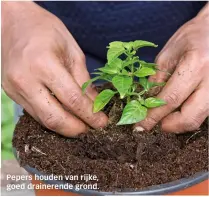  ?? ?? Pepers houden van rijke, goed drainerend­e grond.