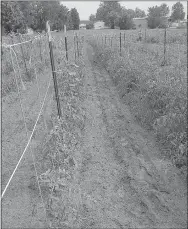  ?? COURTESY PHOTO ?? Lincoln Community Garden this year has expanded with 180-foot rows of vegetables, including tomatoes.