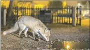  ?? COURTESY OF JAMIE HALL ?? A fox looks forwater after dark. A study fromUC Berkeley says that humans are influencin­g the behavior of wild animals, causing them to be more active at night.