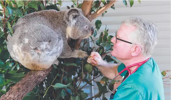  ?? ?? Currumbin Wildlife Hospital senior vet Dr Michael Pyne says the research could have a significan­t impact on the koala species. Picture: Supplied