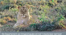  ?? FOTO: LIZA BOHLMANN ?? Die Departemen­t van Omgewingsa­ke wil met ’n kwota keer dat SuidAfrika se wilde leeus in ’n spervuur beland. ’n Studie is in 2015 gedoen in opdrag van Traffic, ’n organisasi­e wat wildhandel monitor. Hulle het vasgestel dat ’n handelsver­bod van...