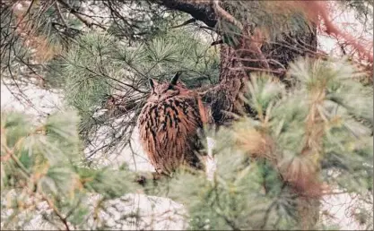  ?? Jeenah Moon / The New York Times ?? Flaco, a Eurasion eagle-owl that escaped from the Central Park Zoo, perches in a tree Feb. 9 in the park.