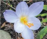  ??  ?? Crocus speciosus, a fall-flowering crocus, brings patches of fresh colour into the autumn garden.