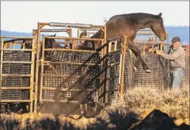  ?? Kent Nishimura Los Angeles Times ?? A WILD HORSE tries to escape while awaiting transport to a temporary holding facility. Many argue that the forest should use fertility control on mares.