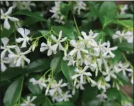  ??  ?? Confederat­e jasmine has very fragrant white flowers.