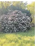  ?? RP-FOTO: BRAB ?? Im Mai blührt der Rhododendr­on im Schlosspar­k Heltorf.