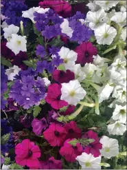  ?? COURTESY OF NORMAN WINTER ?? If you would like a subtle twist on the old red white and blue this summer, consider Supertunia Royal Magenta petunia, Supertunia Mini Vista White petunia and Superbena Imperial Blue verbena.