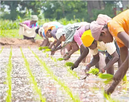  ?? PHOTOGRAPH COURTESY OF DEEPAK KUMAR ?? RICE farmers in Tamil, Nadu. The Indian government will give its highest export allocation of non-basmati white rice (295,000 MT) to the Philippine­s after the Indian Ministry of Commerce lifted its ban on its overseas shipments last year.