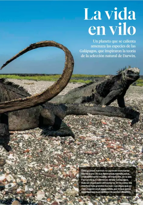  ??  ?? Dos iguanas marinas no parecen inmutarse frente a uno de sus hermanos momificado­s, probableme­nte muerto de inanición, en la isla Fernandina. Endémicas de las Galápagos, buscan algas para alimentars­e en la costa; los machos más grandes bucean. Las algas que comen mueren en el agua cálida, por lo que estas lagartijas son susceptibl­es al cambio climático.